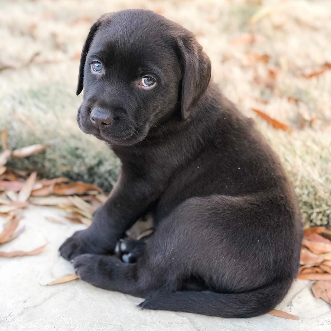 Chub, cachorro macho Labrador Retriever